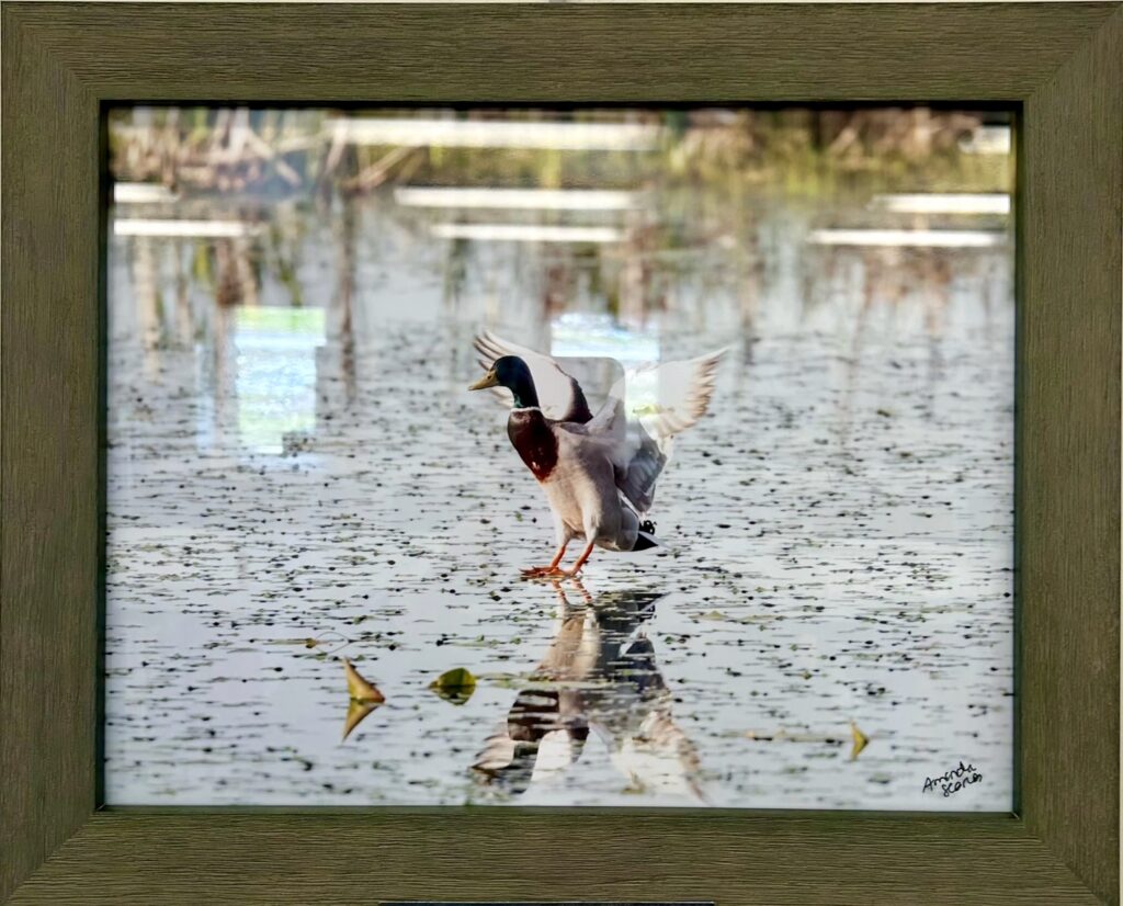 Greater Napanee & Area Arts Association